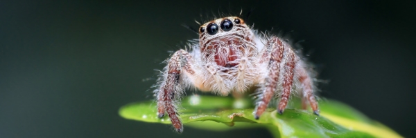 animal-arachnid-blur-257554