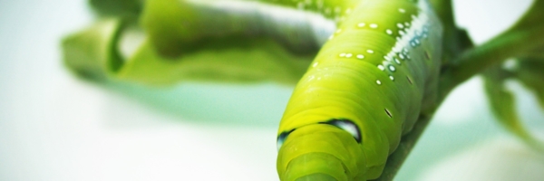 animal-attractive-background-173086