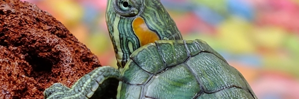animal-close-up-macro-65885