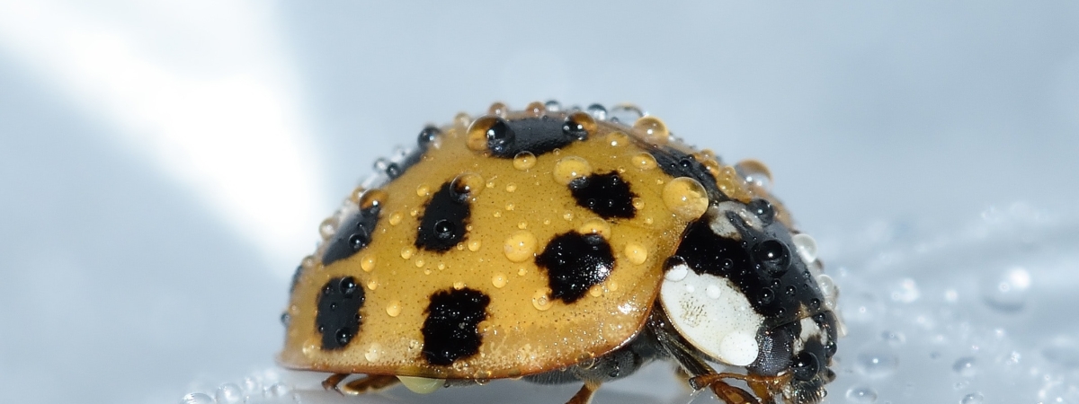 axyridis-beetle-drops-33057