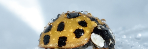 axyridis-beetle-drops-33057