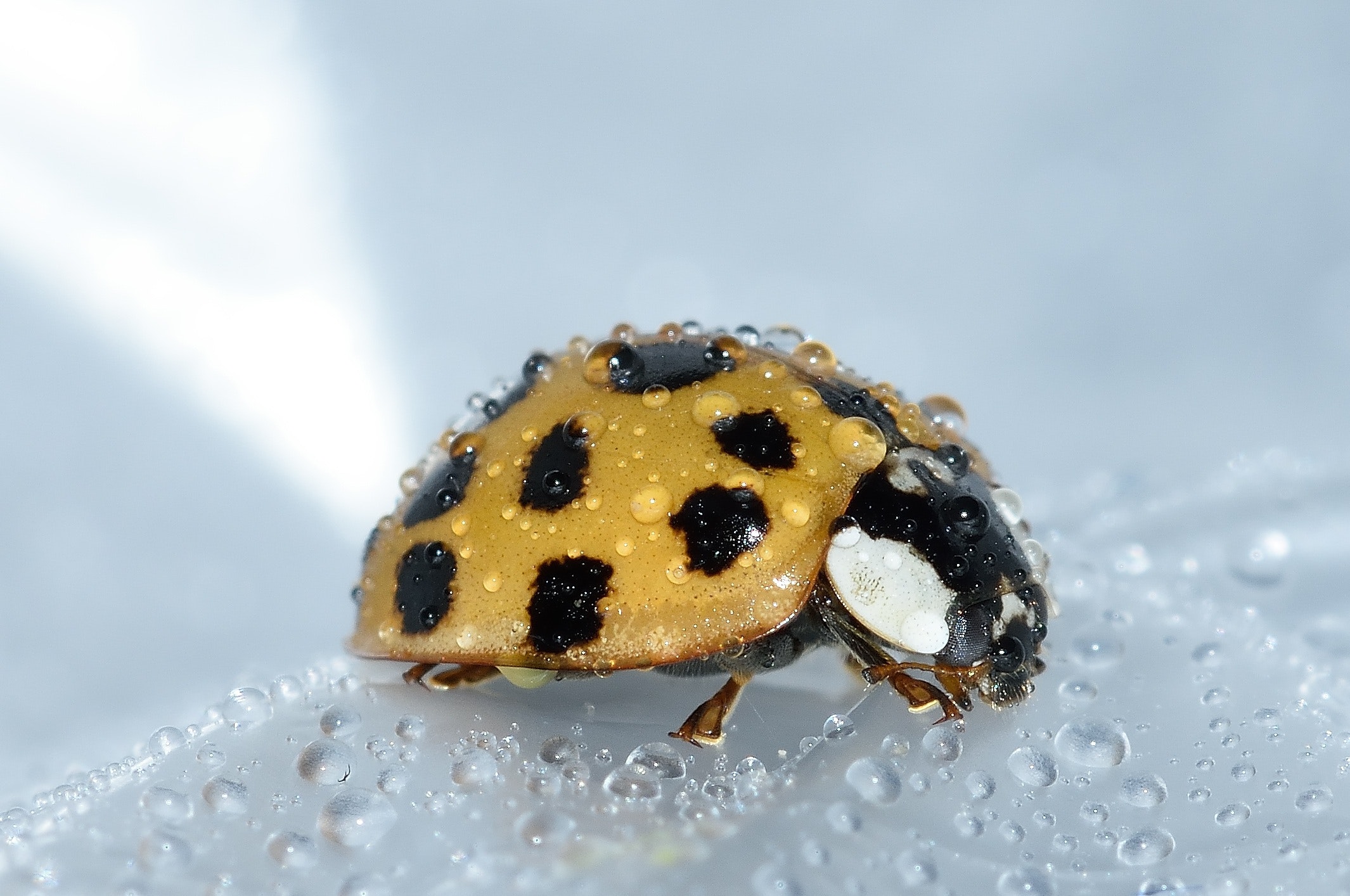 axyridis-beetle-drops-33057