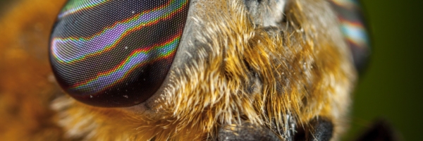 bee-bug-close-up-774242