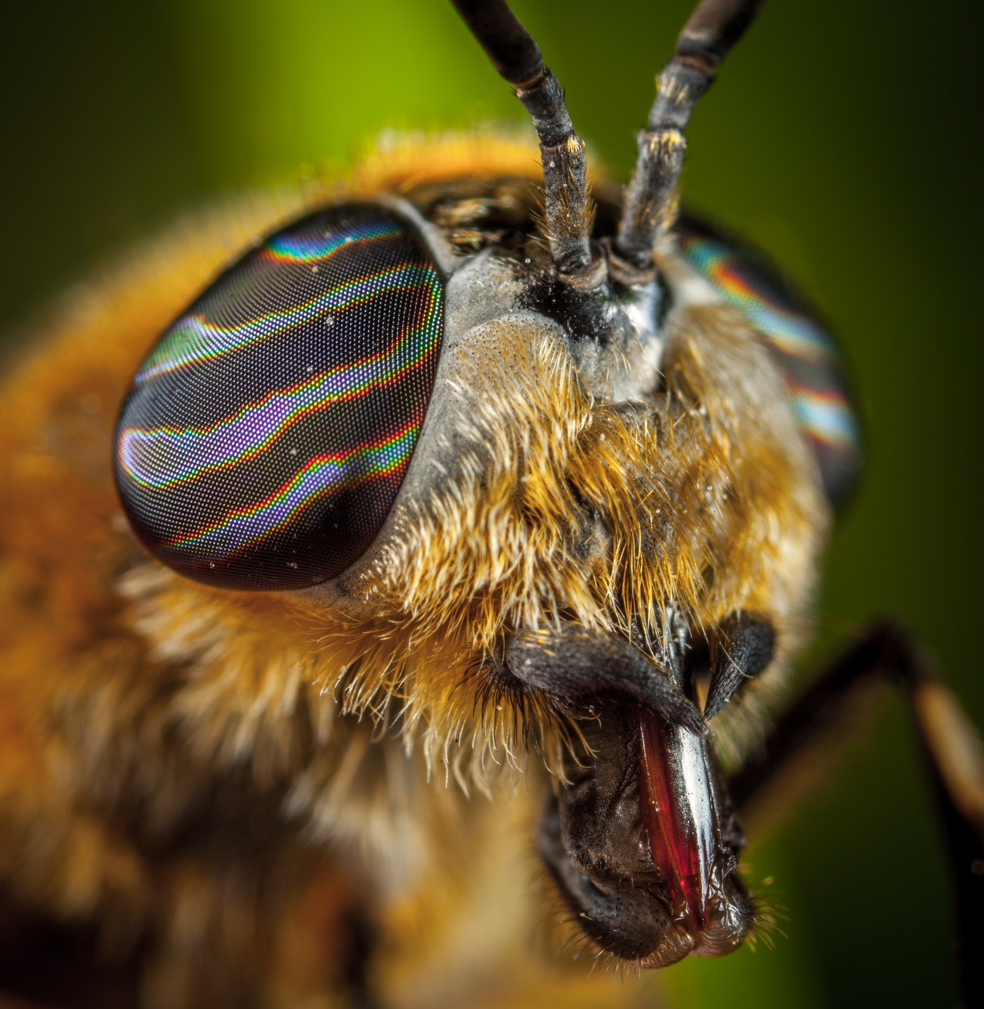 bee-bug-close-up-774242
