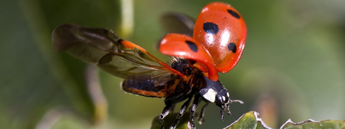 beetle-insect-ladybird-36485