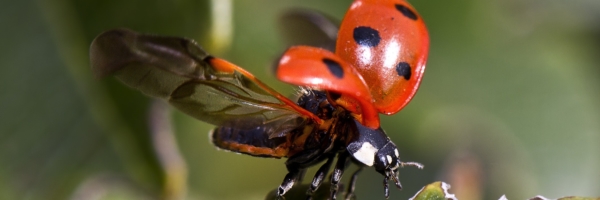 beetle-insect-ladybird-36485