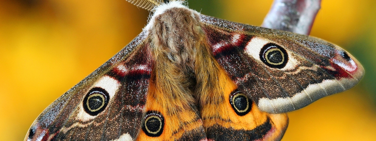 butterfly-close-up-insect-206770