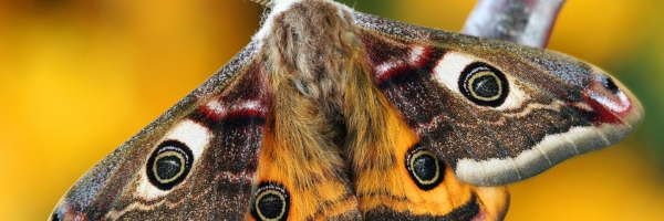 butterfly-close-up-insect-206770