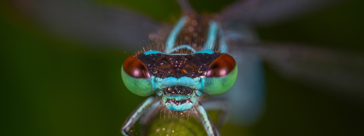 damselfly-entomology-eyes-1114306