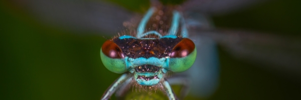 damselfly-entomology-eyes-1114306