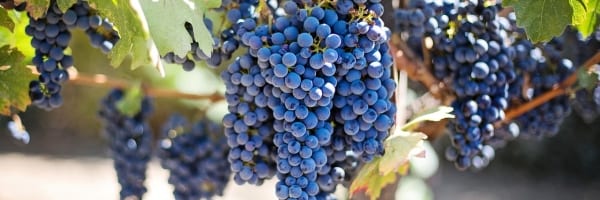 Purple Grapes