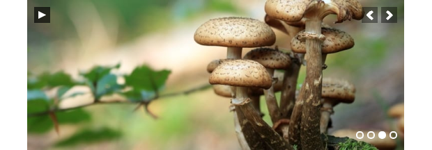 An example of the Karma theme, with an image of some mushrooms growing in a forest